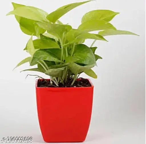 gold money plant